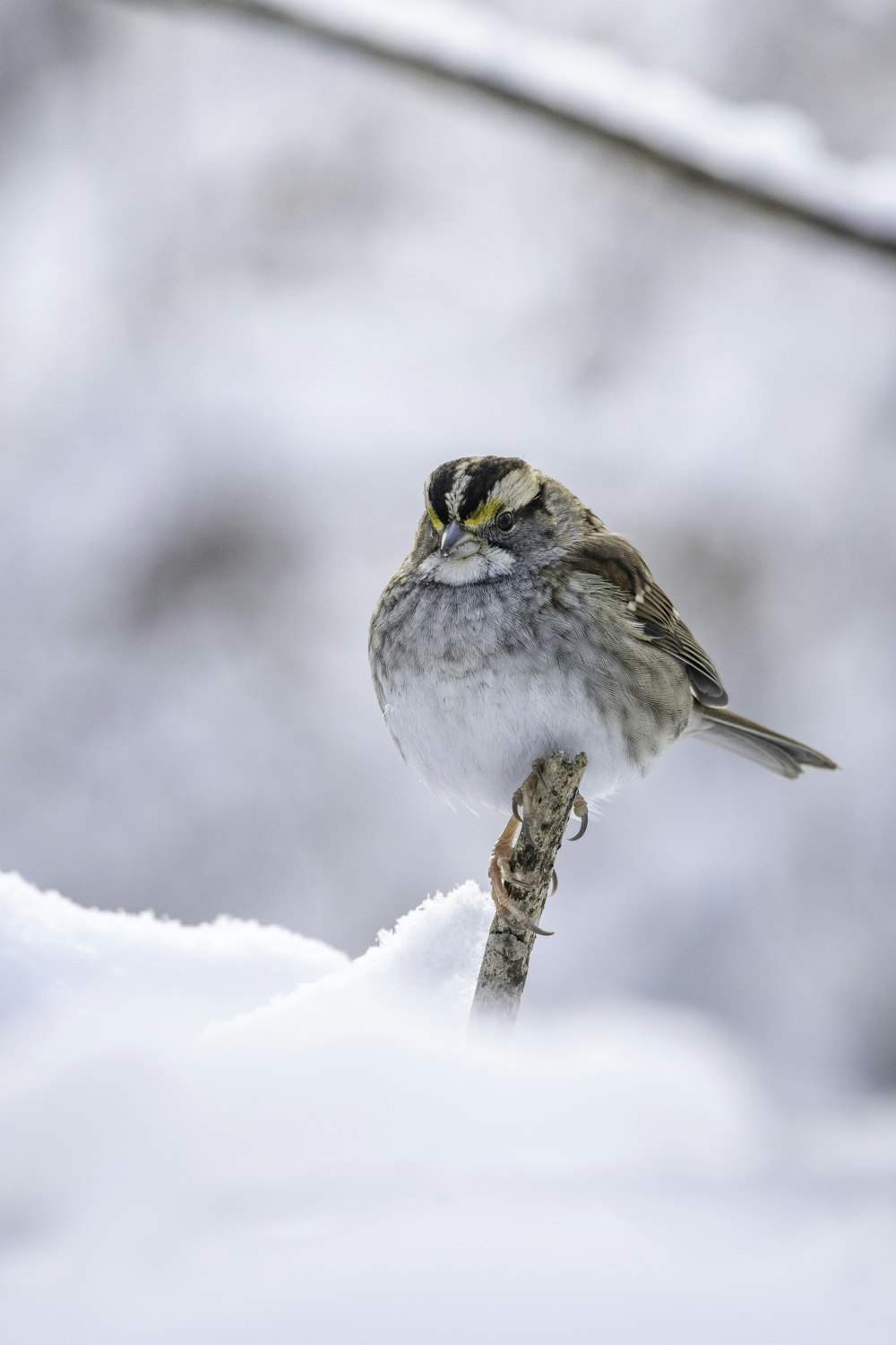a small bird perched on a branch in the snow