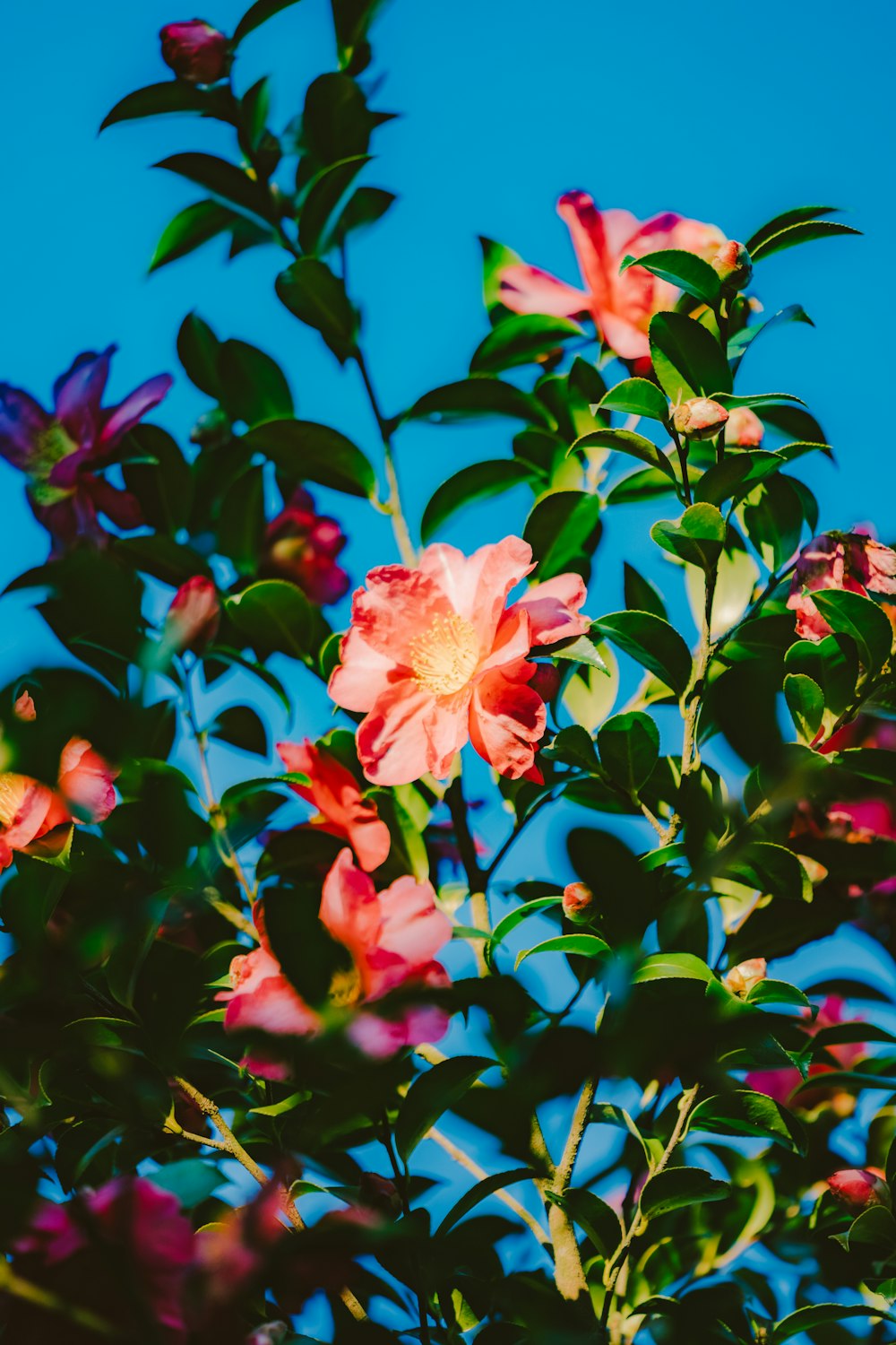 a bush with pink flowers and green leaves