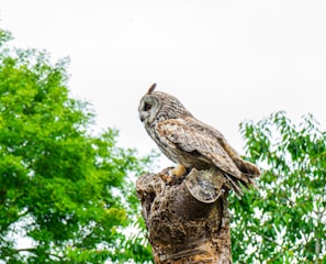 A brown and gray owl perched on a tree stump, surrounded by lush green foliage under an overcast sky. The owl looks alert and focused, highlighting its detailed plumage and distinct facial features.