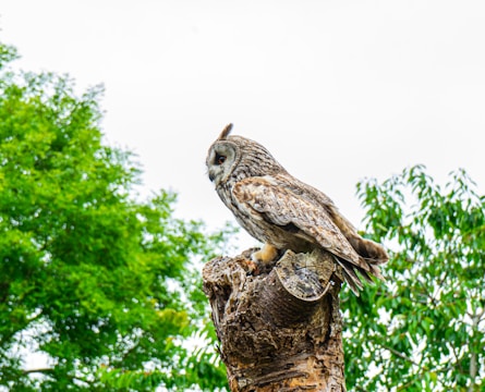 A brown and gray owl perched on a tree stump, surrounded by lush green foliage under an overcast sky. The owl looks alert and focused, highlighting its detailed plumage and distinct facial features.