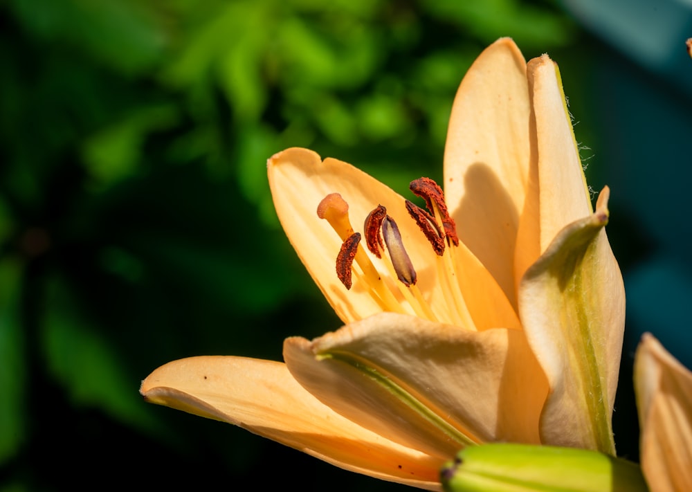 Gros plan d’une fleur avec un arrière-plan flou