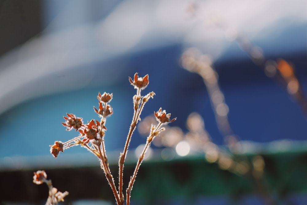 a close up of a plant with small flowers