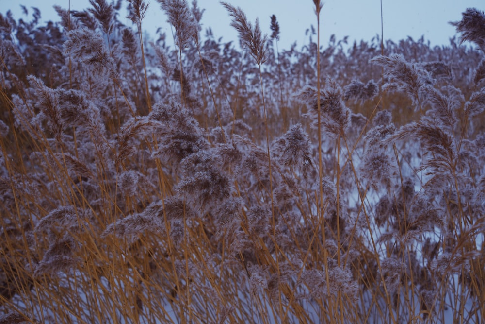 a field of tall grass covered in snow