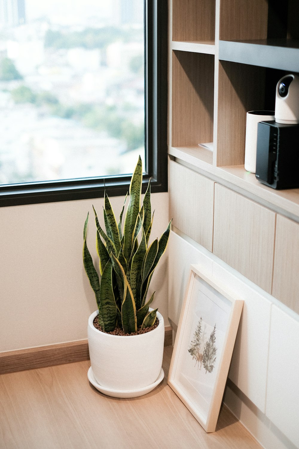 a potted plant sitting on top of a wooden table