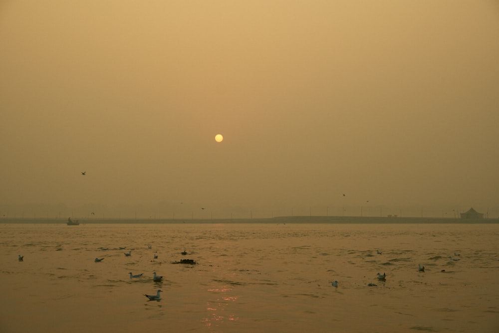 a large body of water with birds floating in it