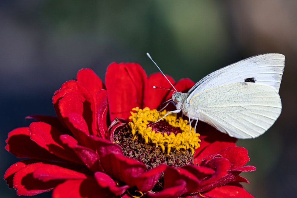 a white butterfly sitting on top of a red flower