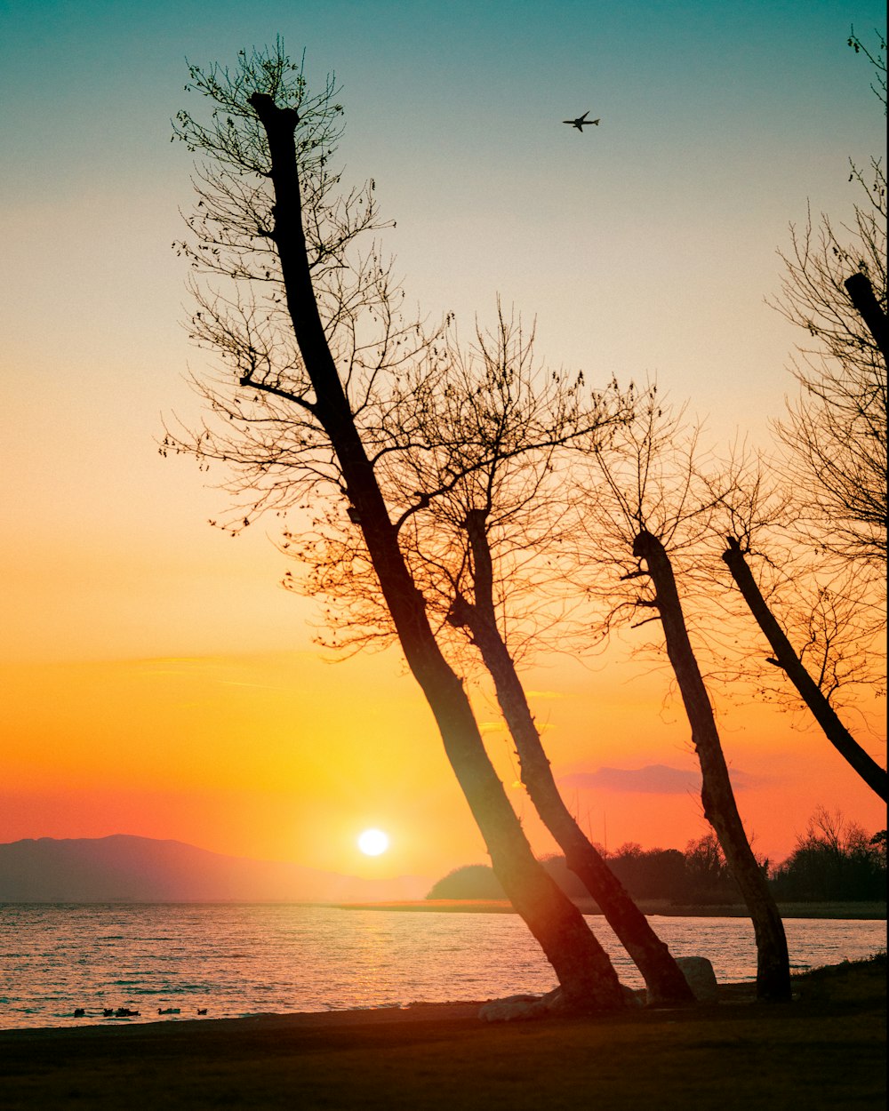 a couple of trees that are by the water