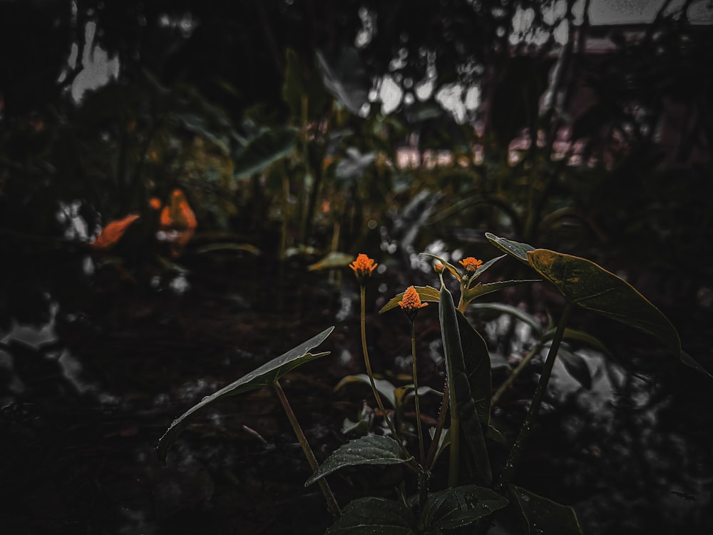 a group of flowers that are in the grass