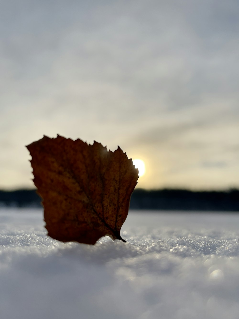a leaf is laying in the snow with the sun in the background