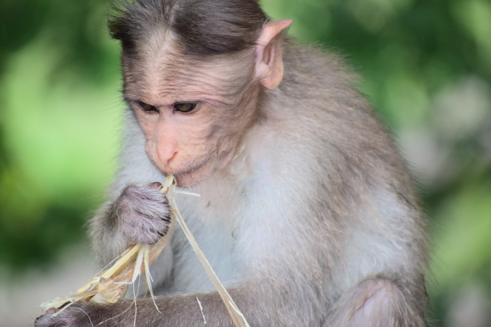 Un singe mange un morceau de nourriture