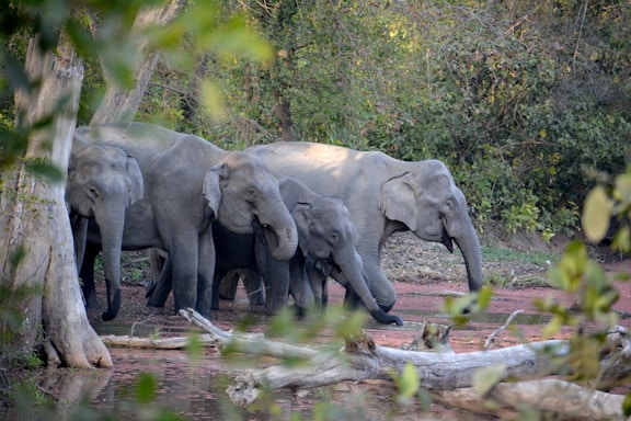 a group of elephants standing next to each other