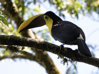 Local wildlife, a toucan perched on a branch in the Yucatán jungle.