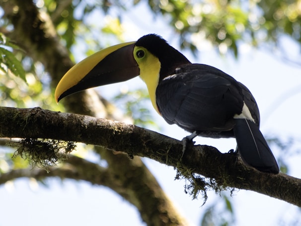 Local wildlife, a toucan perched on a branch in the Yucatán jungle.