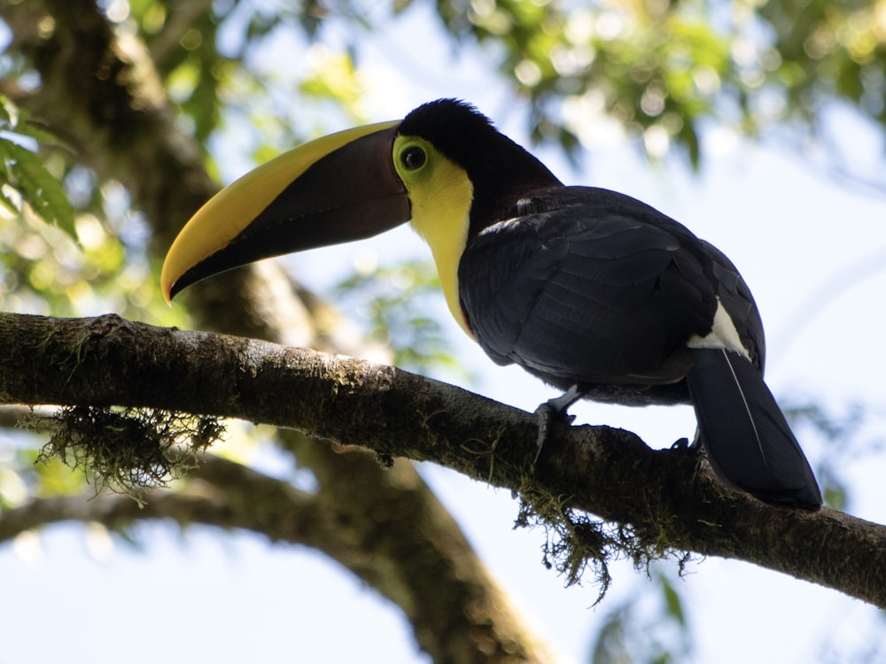 a black and yellow bird sitting on a tree branch