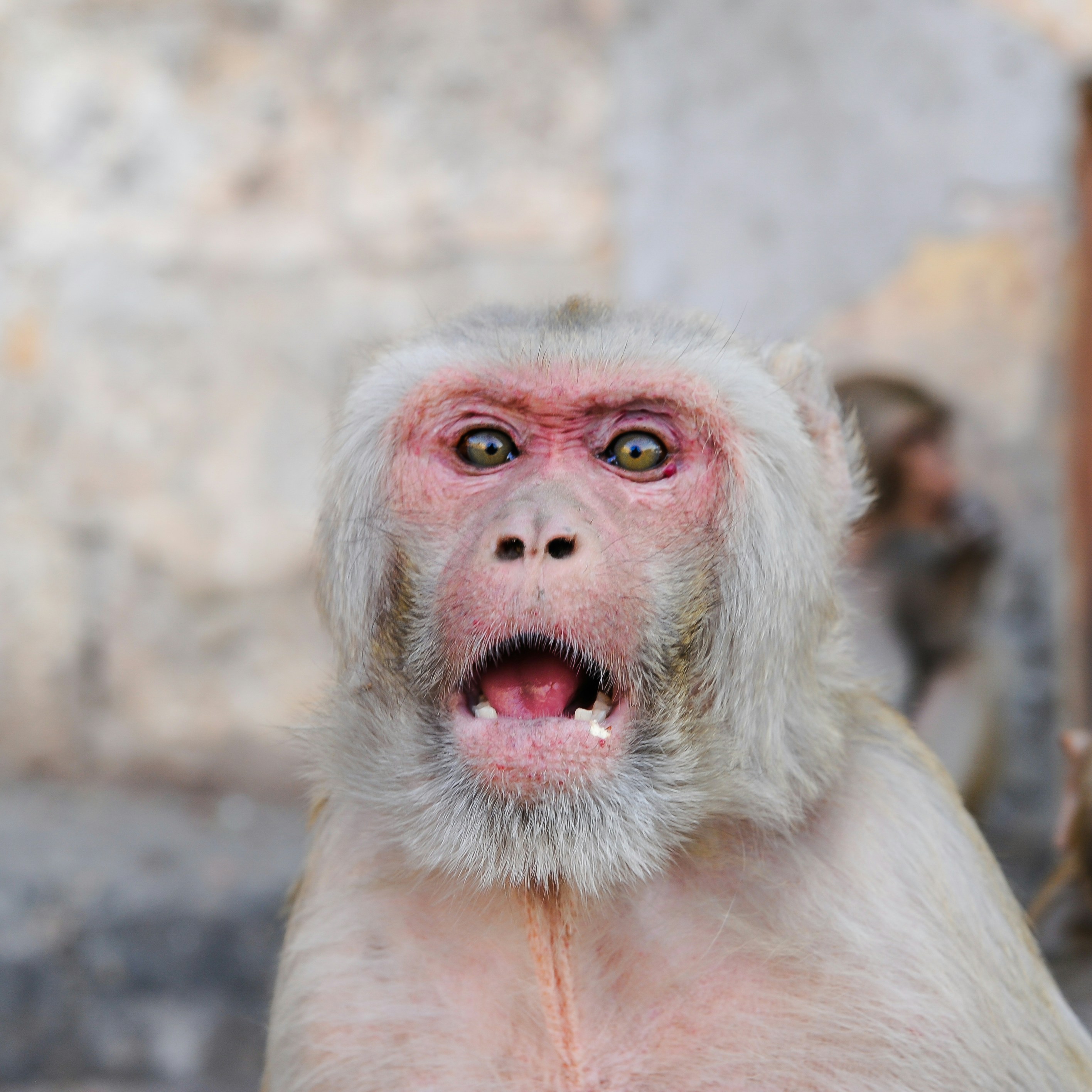 A close up of a monkey with red eyes photo – Free Travel Image on Unsplash