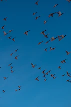 A vibrant flock of birds taking flight against a clear blue sky.