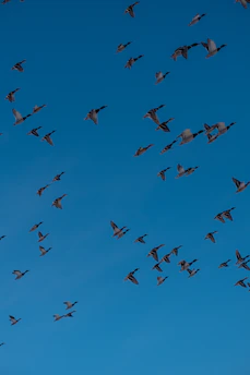A vibrant flock of birds taking flight against a clear blue sky.