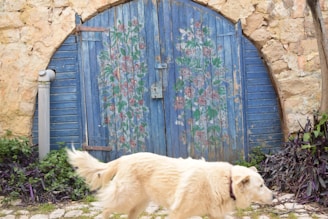 A rustic, arched wooden door painted blue with floral patterns stands against a stone wall. A light-colored dog is walking in front of the door, partially obscured by its motion blur. Green plants and purple foliage grow at the base of the wall.
