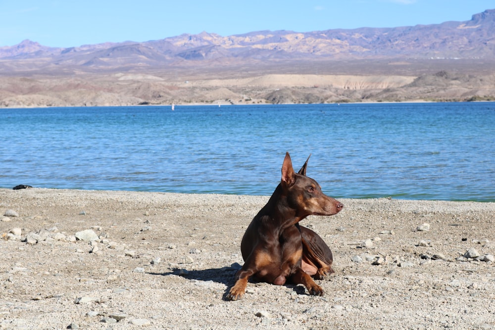 Un perro sentado en una playa junto a un cuerpo de agua