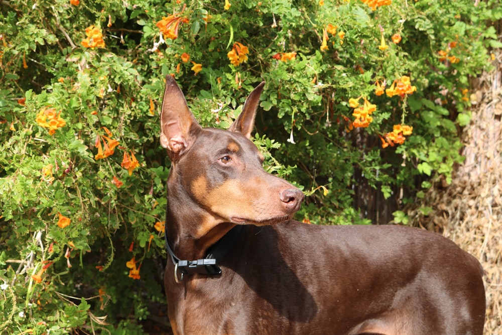 a brown and black dog standing in front of a bush