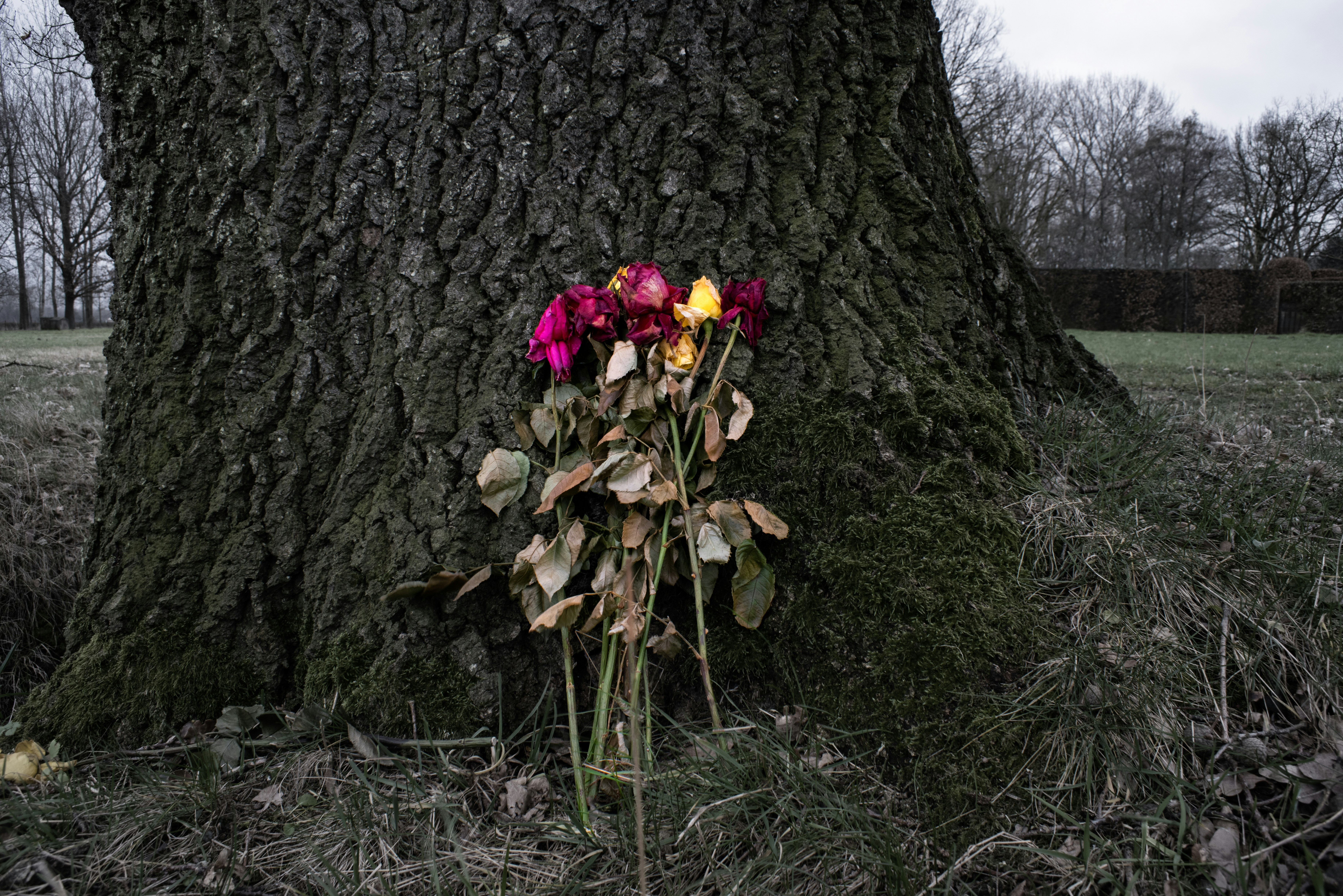 a bunch of flowers that are sitting in the grass
