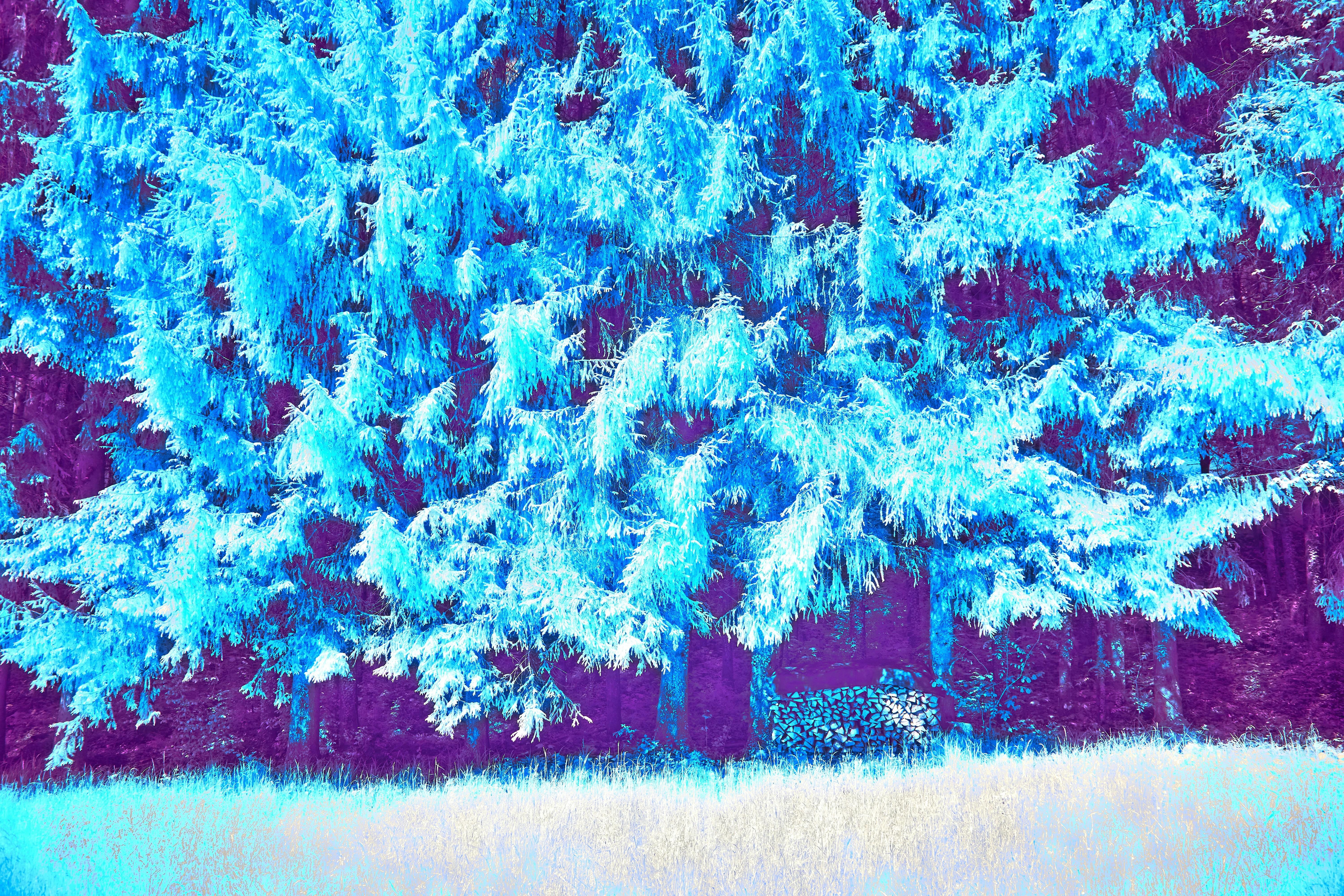 Photo by wolfgang_hasselmann