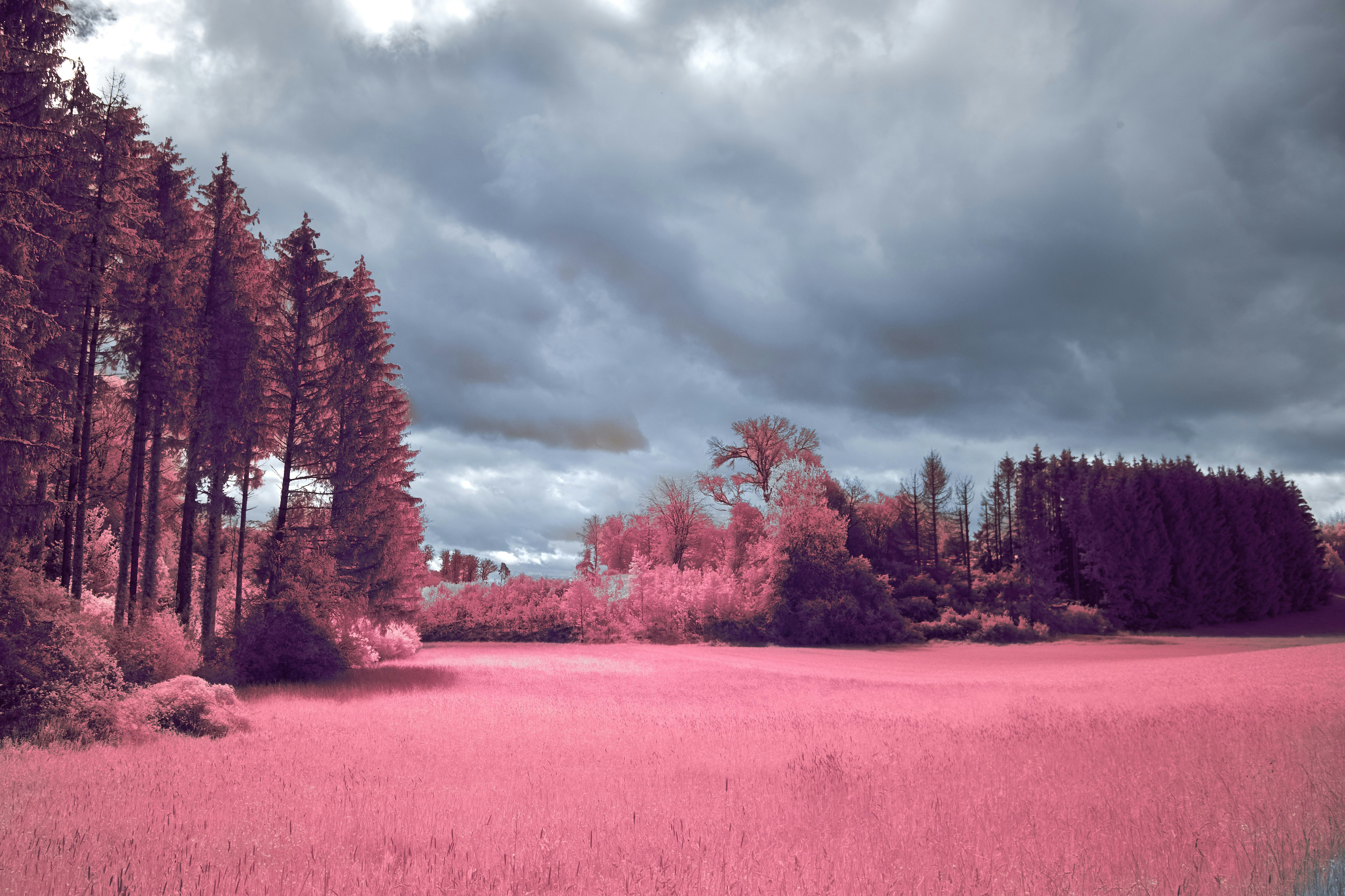 a pink field with trees and clouds in the background