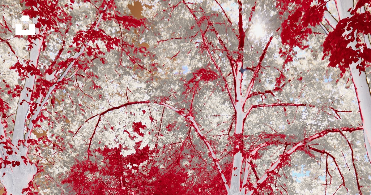 Une photo rouge et blanche d’un parc arboré photo – Photo L'automne ...