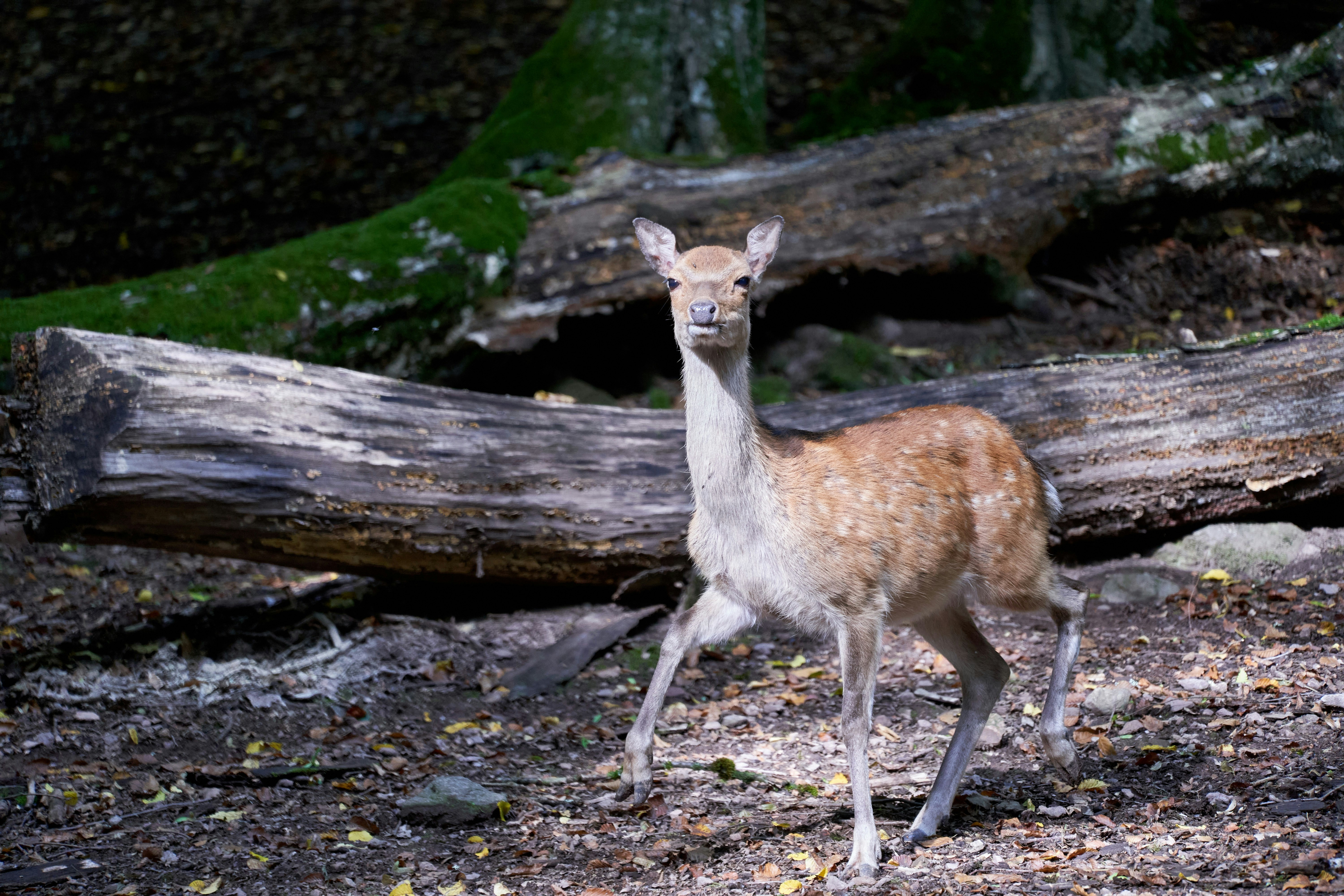 Photo by wolfgang_hasselmann