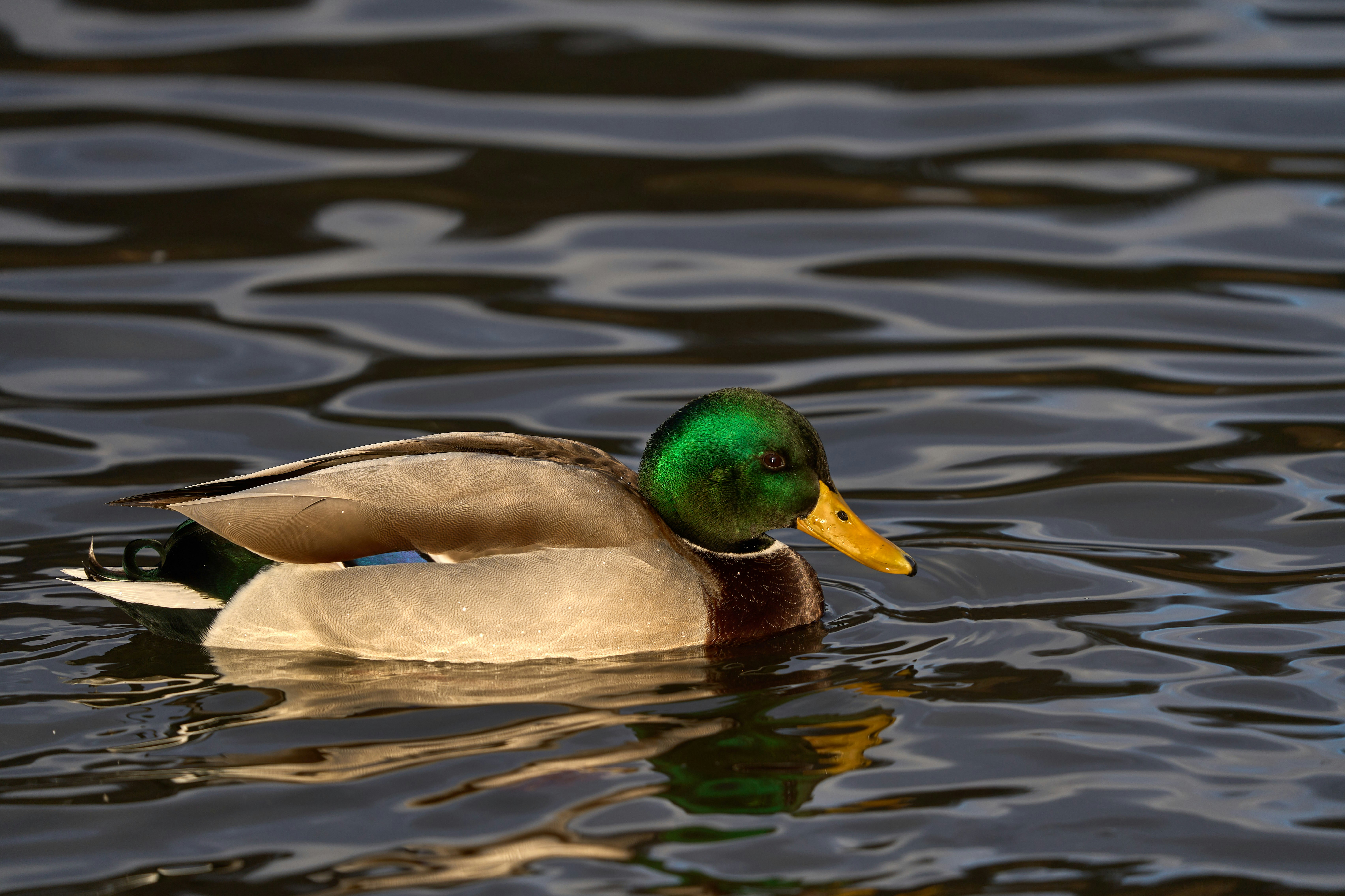 Photo by wolfgang_hasselmann