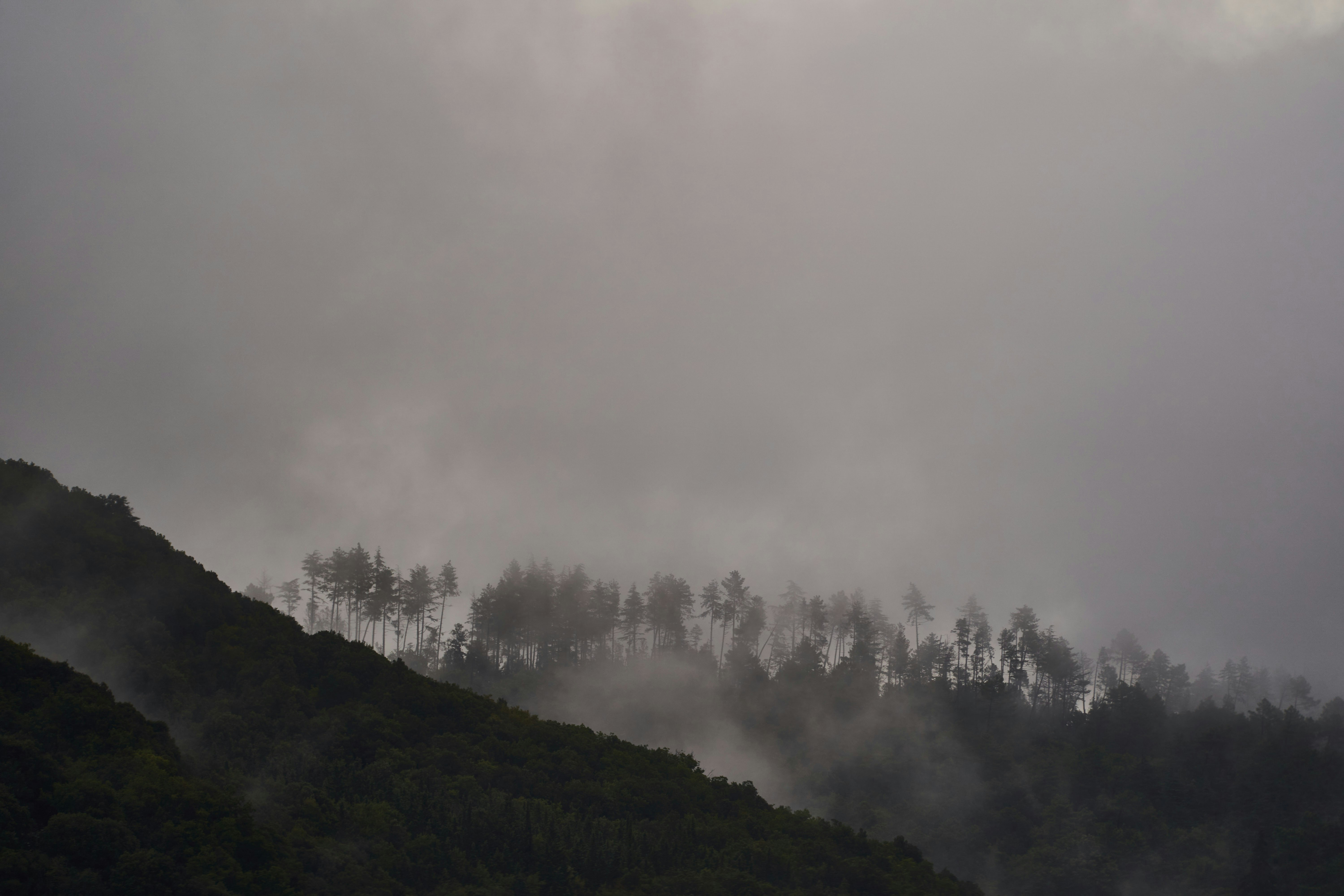 Photo by wolfgang_hasselmann