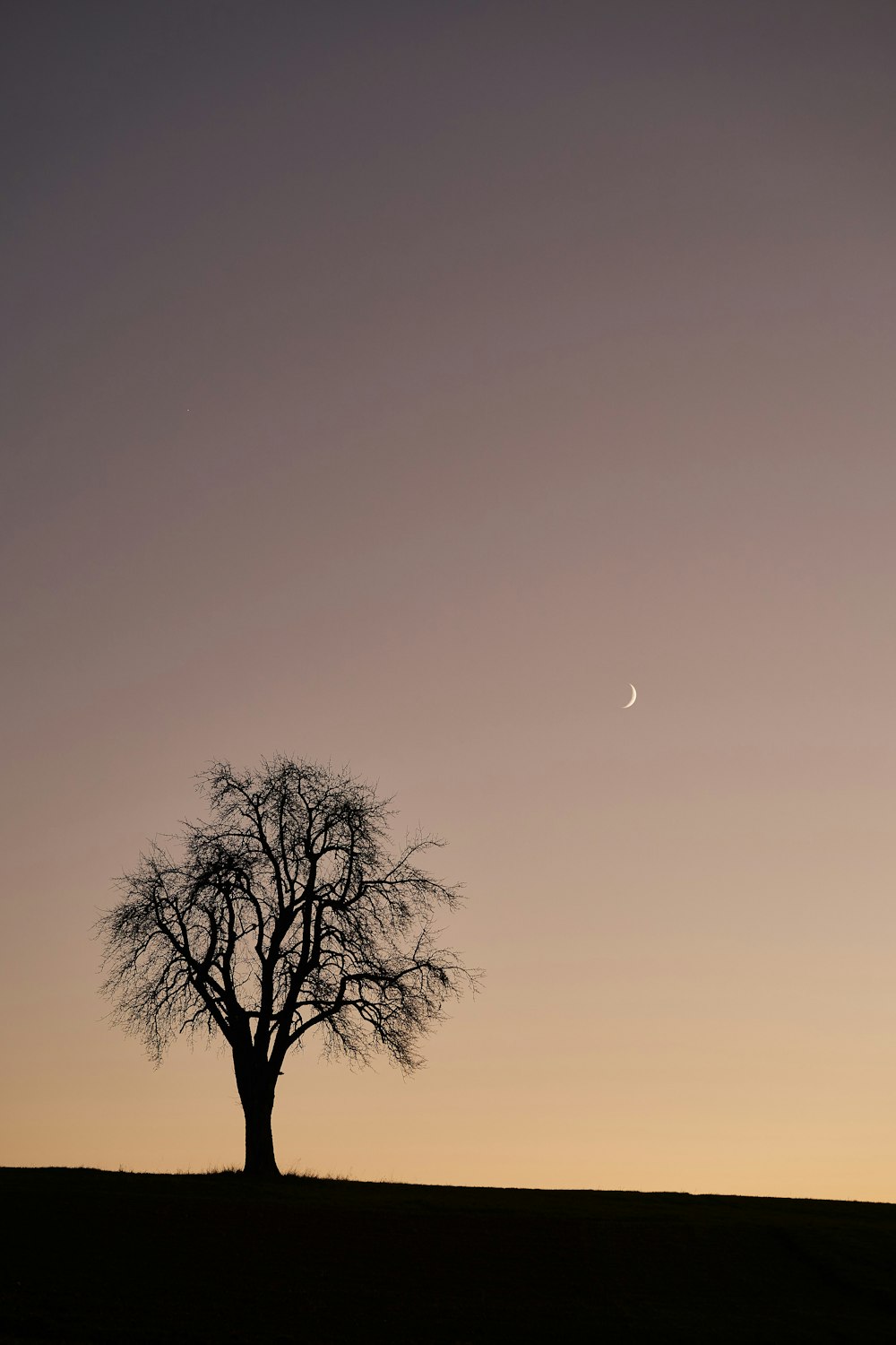 a lone tree on a hill with the moon in the distance