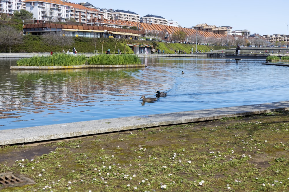 a couple of ducks floating on top of a lake