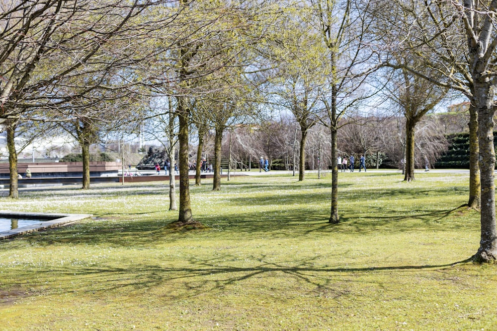 a park filled with lots of green grass and lots of trees