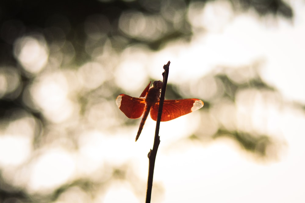 a close up of a flower with a blurry background