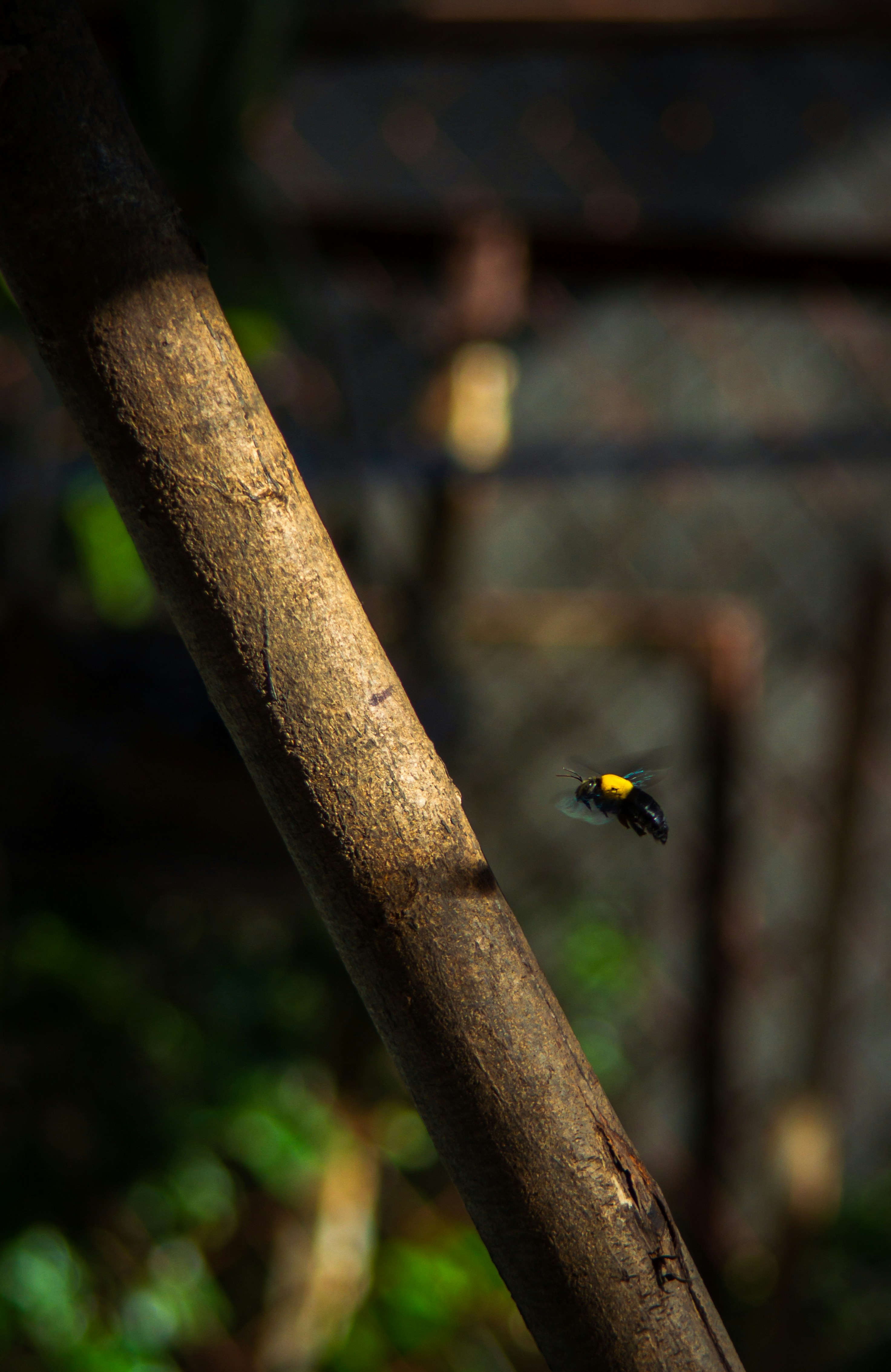 a small yellow and black bird sitting on a tree branch