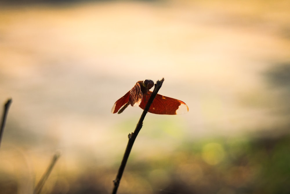 a small red flower sitting on top of a plant