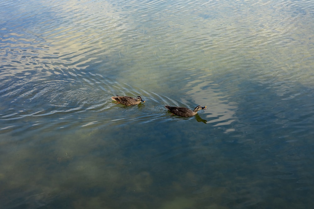 two ducks are swimming in the water together
