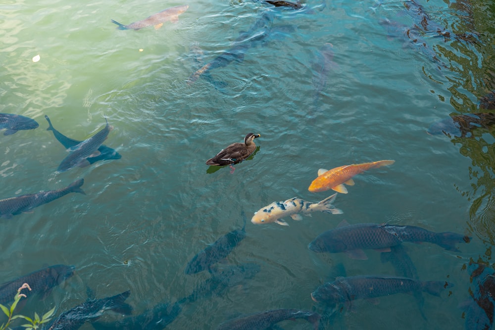 a group of fish swimming in a pond