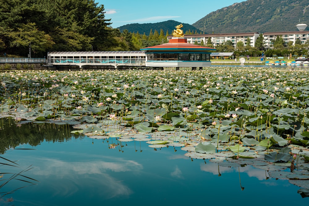 a large body of water surrounded by lily pads