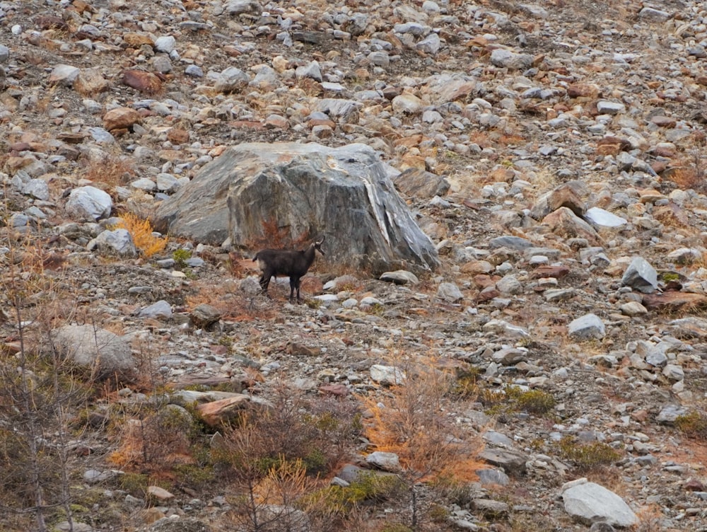 a black animal standing next to a large rock