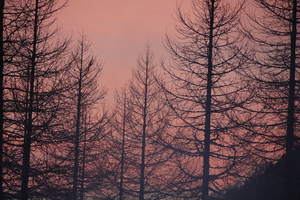 a group of trees with a pink sky in the background