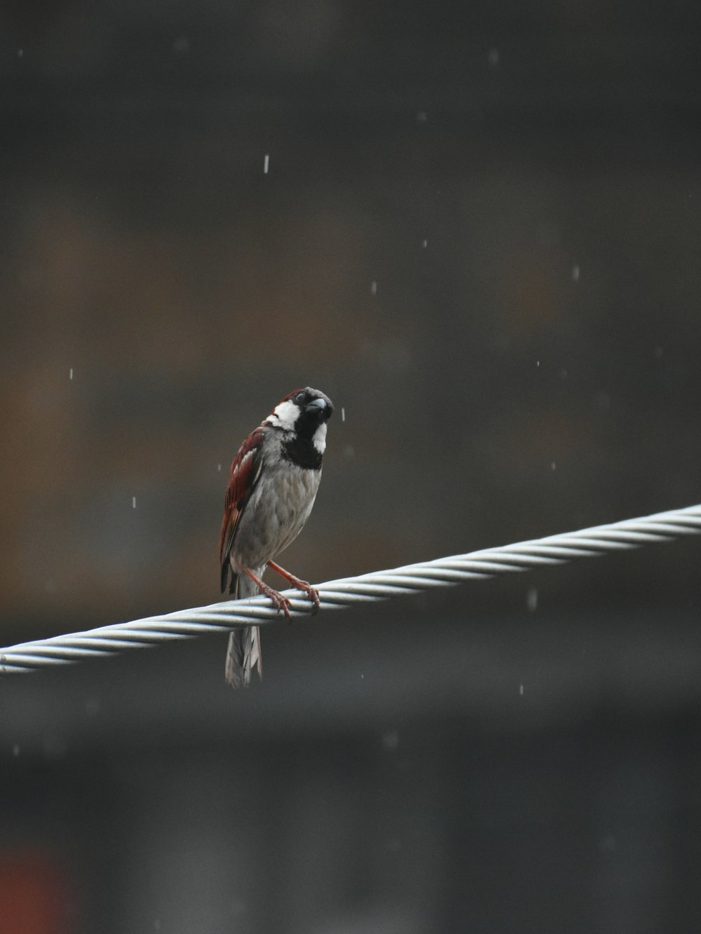 a small bird sitting on a wire in the rain