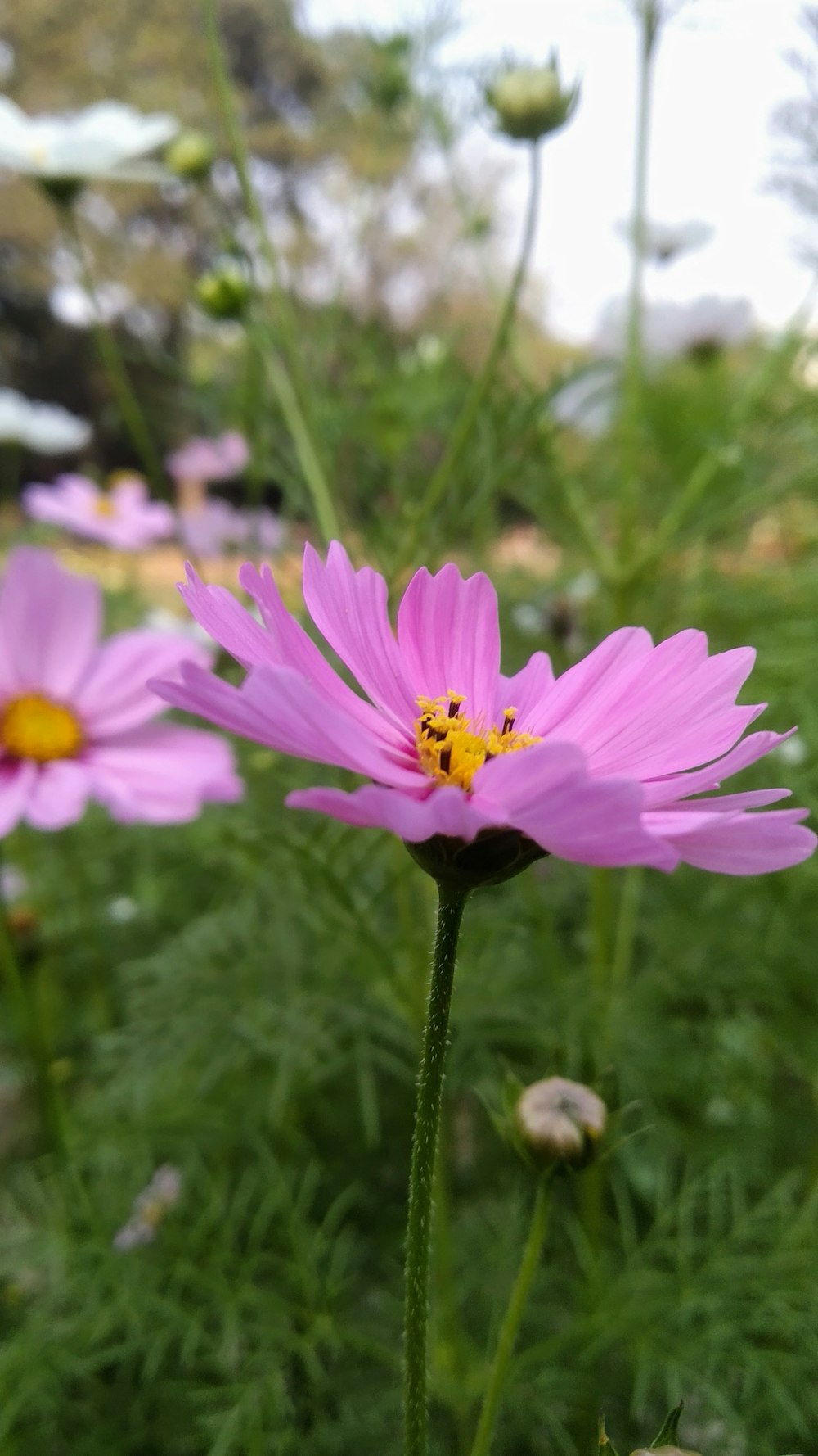 a pink flower with a yellow center in a field