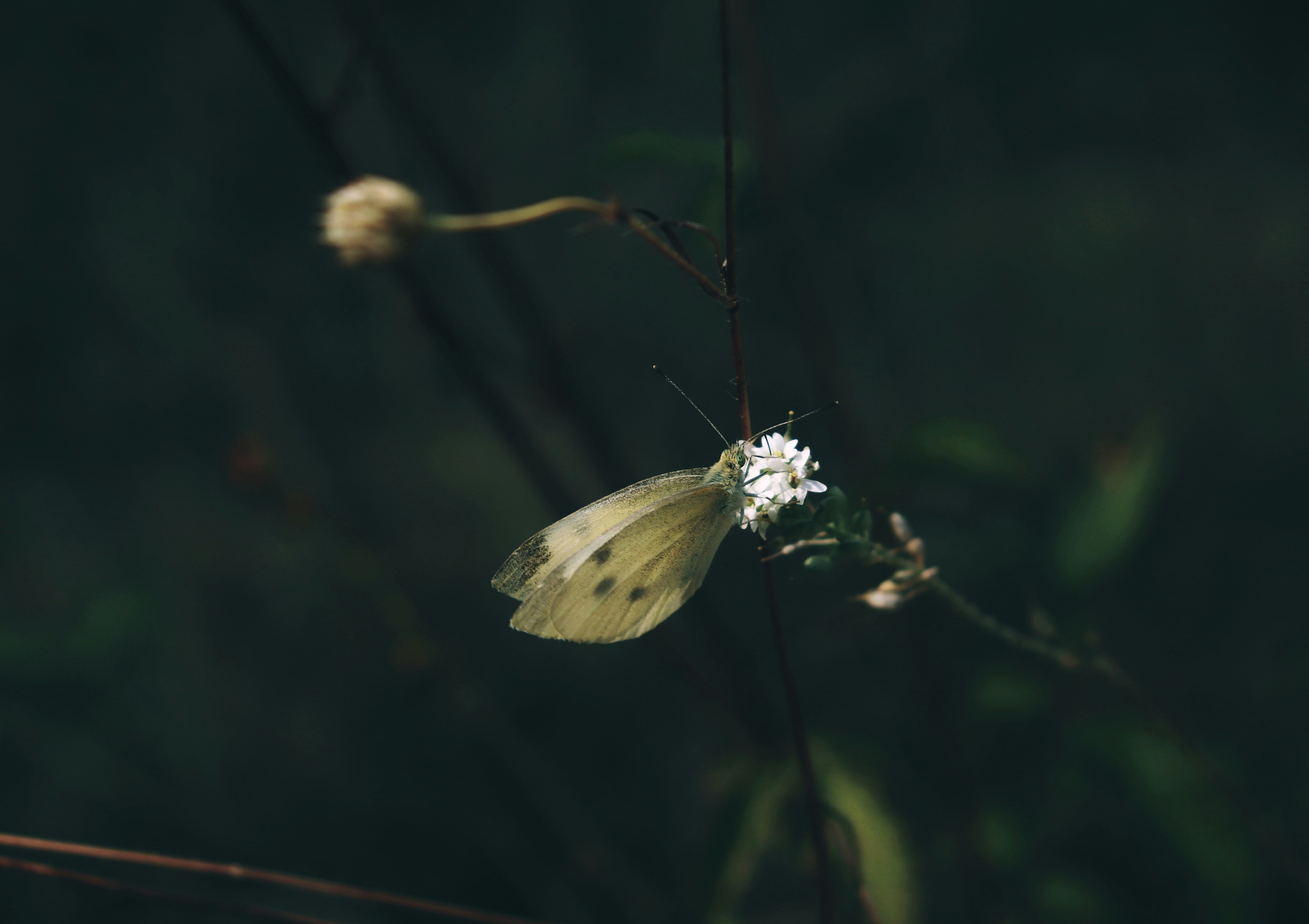 Photo by fridaflowers