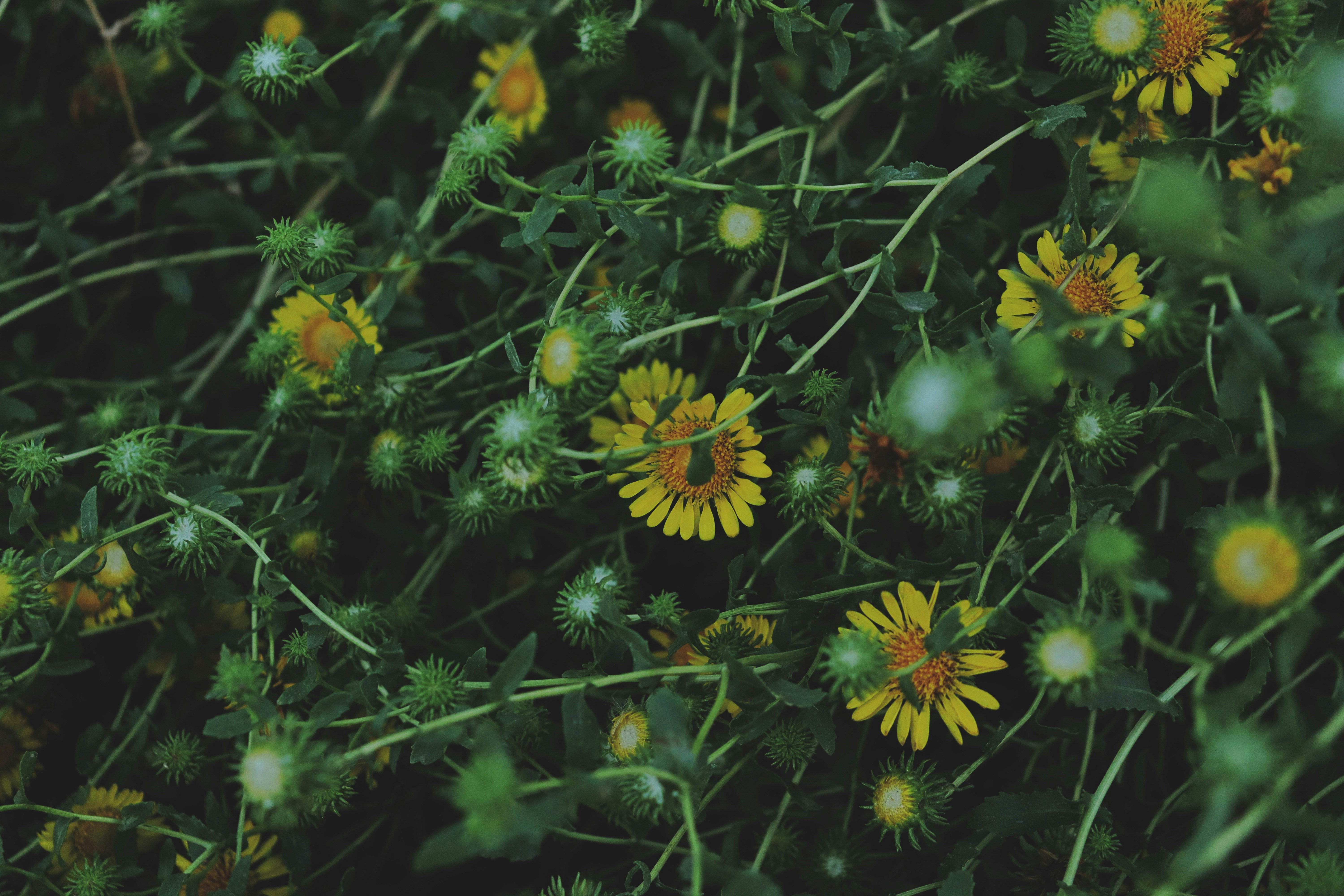 Photo by fridaflowers