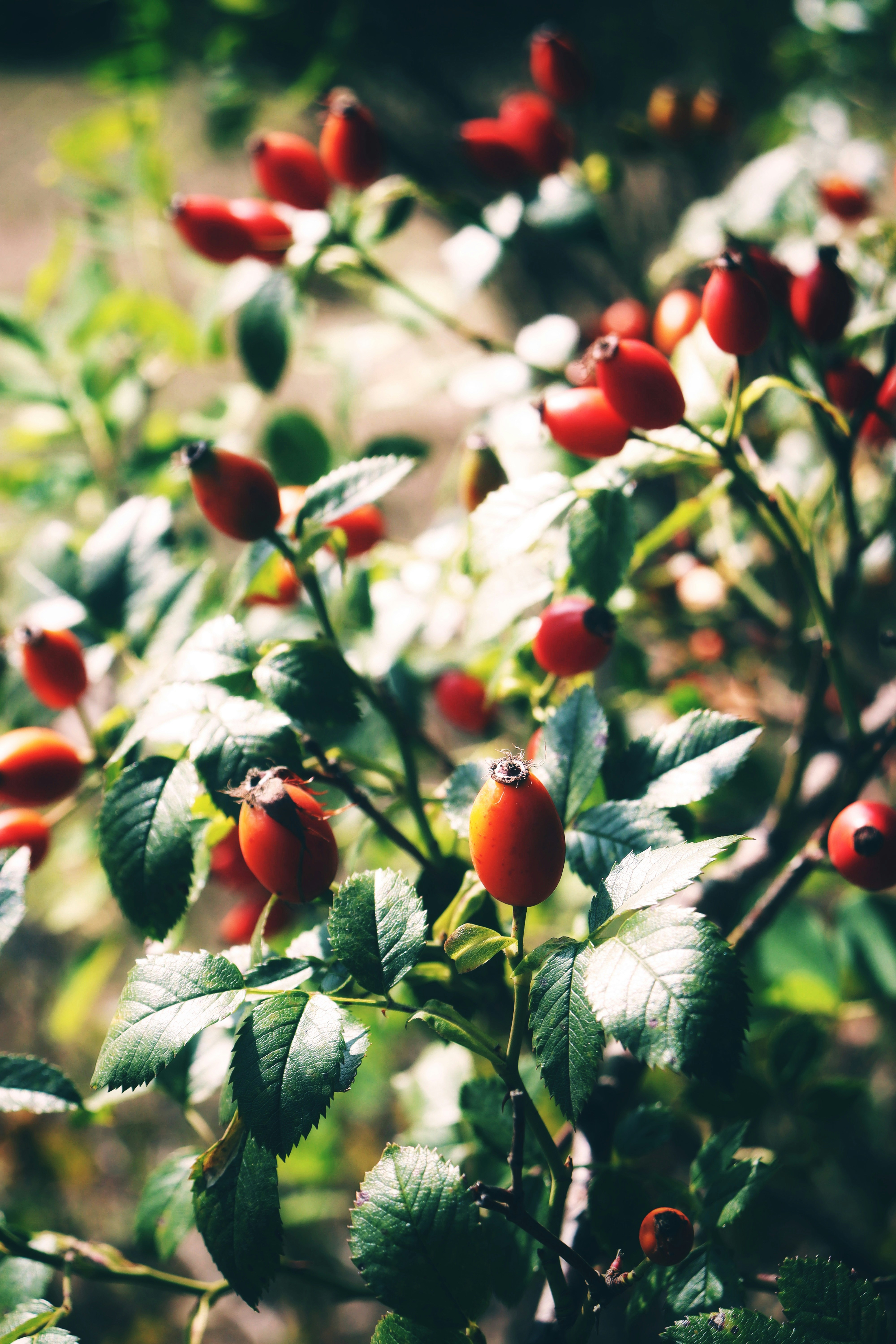 Photo by fridaflowers