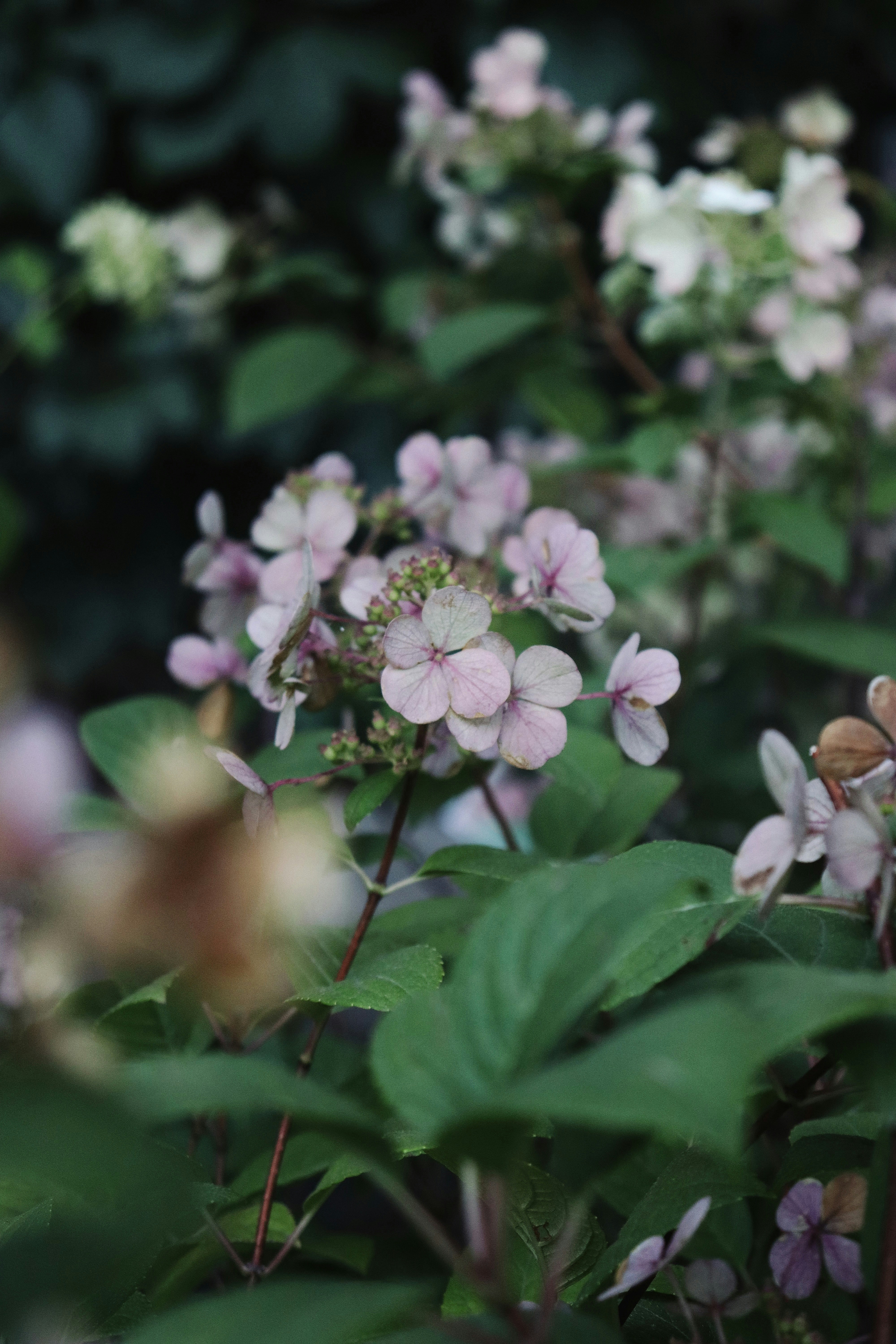Photo by fridaflowers