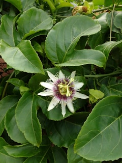 A vibrant passionflower with purple and white petals is surrounded by lush, large green leaves. The intricate structure of the flower, with its central filaments and unique bloom, stands out against the foliage.