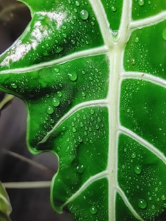 alocacia entretien et rempotage